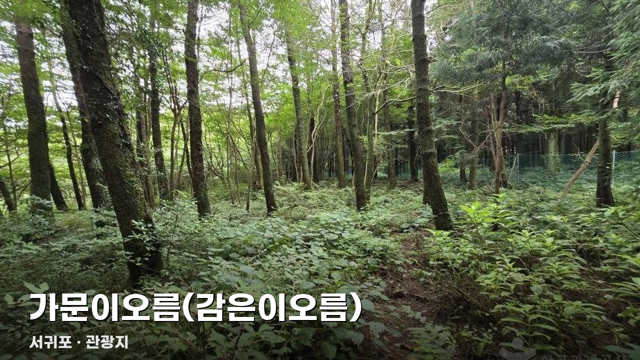 가문이오름(감은이오름)