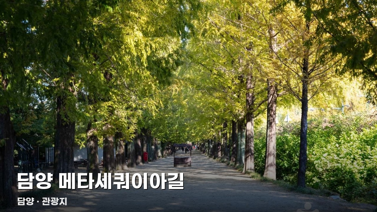 담양 메타세쿼이아길