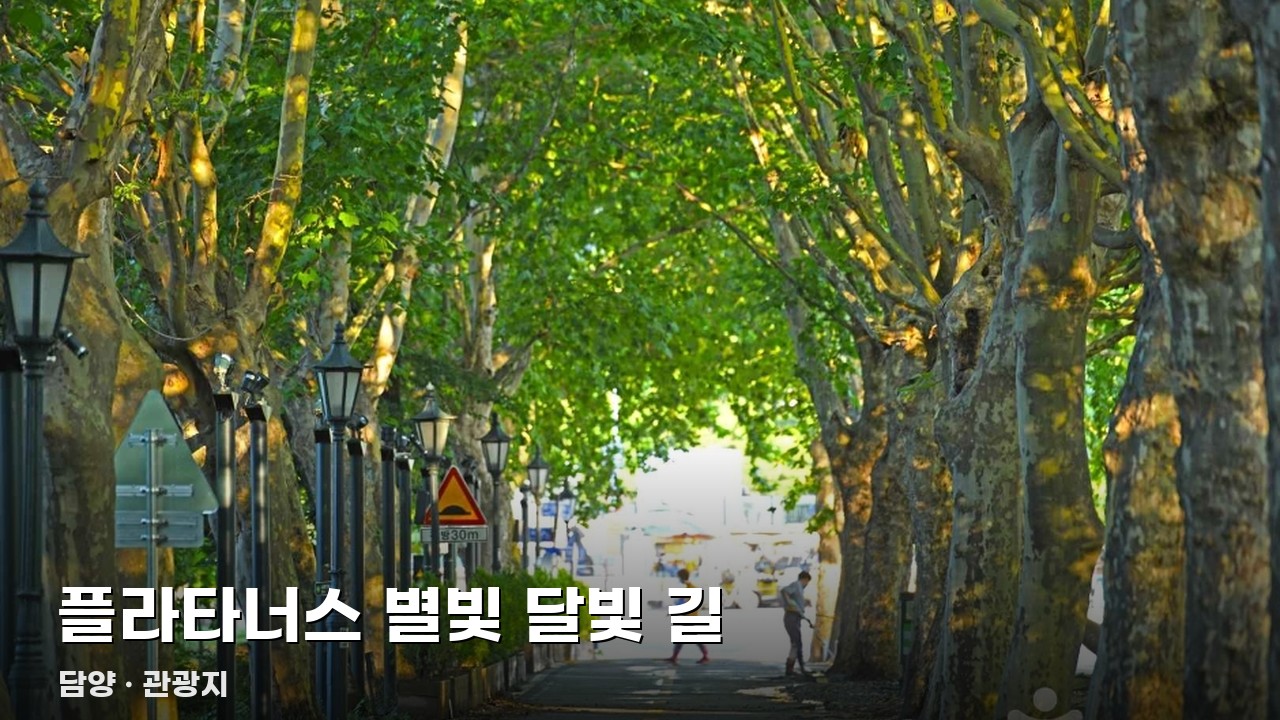 플라타너스 별빛 달빛 길