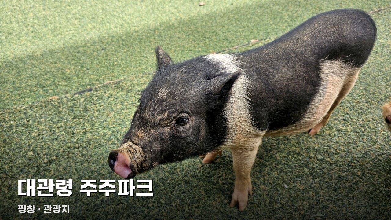 대관령 주주파크