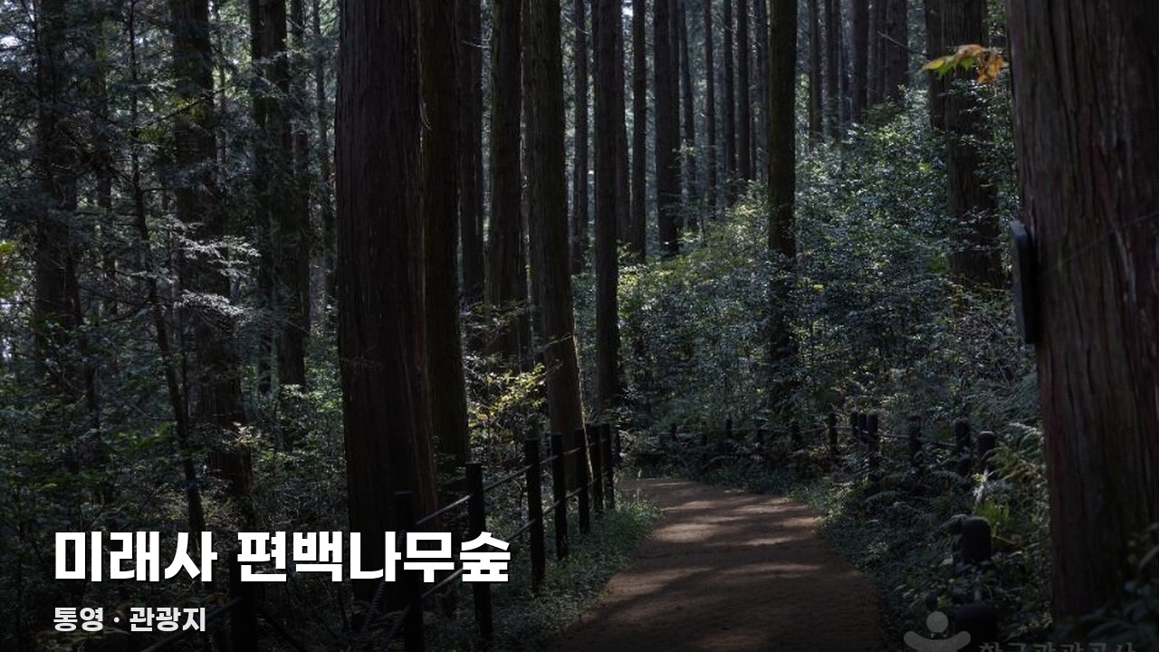 미래사 편백나무숲